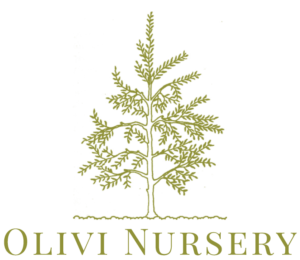 olivi nursery logo