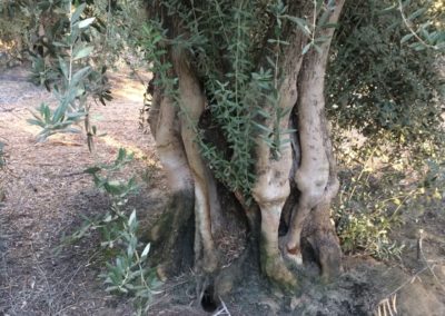 Olivi Nursery - 50/60 year olive trees