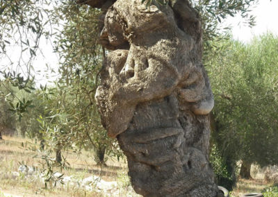 Olivi Nursery - Olive Trees