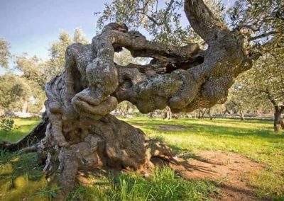 Olivi Nursery - Olive Trees