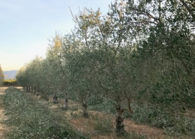 Olivi Nursery - 20 year olive trees