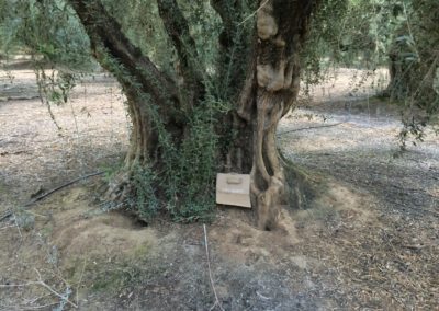 Olivi Nursery - 80/100 year olive trees