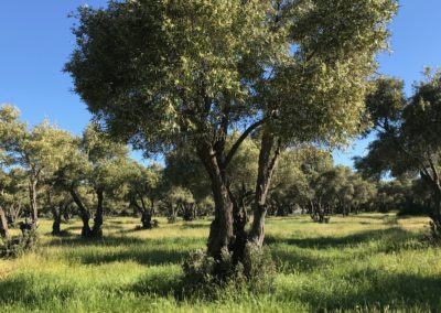 Olivi Nursery - 140 year olive trees