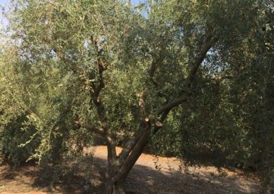 Olivi Nursery - 30/40 year olive trees