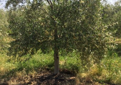 Olivi Nursery - 15 year olive trees