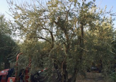 Olivi Nursery - 50/60 year olive trees