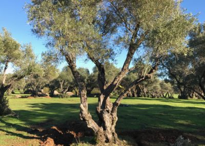 Olivi Nursery - 140 year olive trees