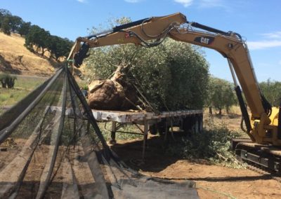 Olivi Nursery - 20 year olive trees
