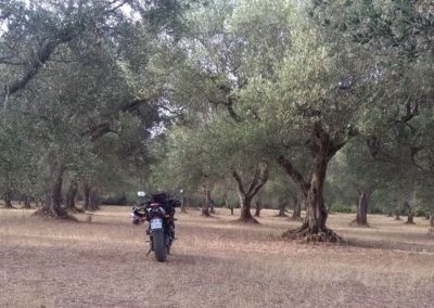 Olivi Nursery - Olive Trees - Suisun Valley, CA