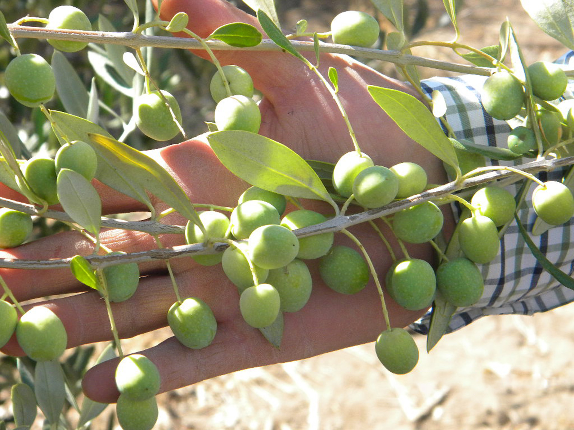 olives farming