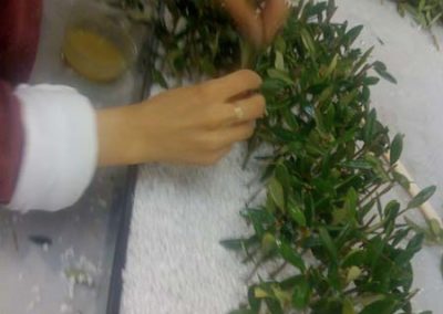 Olivi Nursery - olive oil