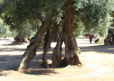 Olivi Nursery - Olive Trees - Suisun Valley, CA