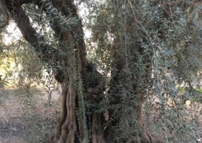 Olivi Nursery - 80/100 year olive trees