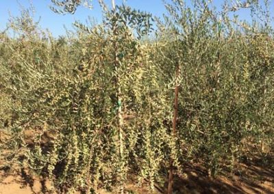 Olivi Nursery - olive oil