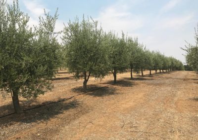 Olivi Nursery - 15 year olive trees